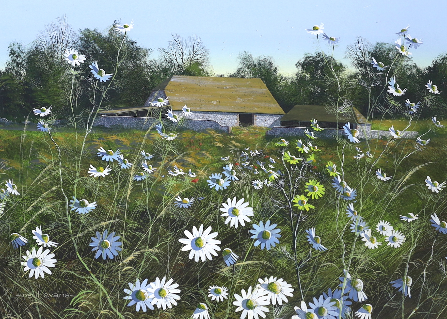 Paul Evans (b.1954), gouache, Daisies before barns, signed, 34 x 48cm